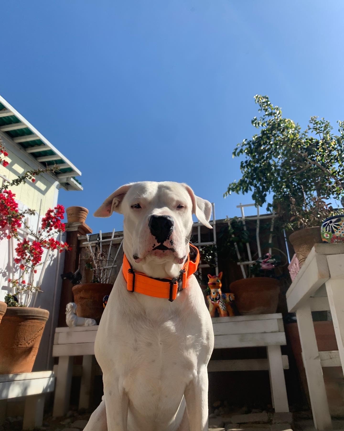 2" Extra Tuff Big Dawg™ Collars