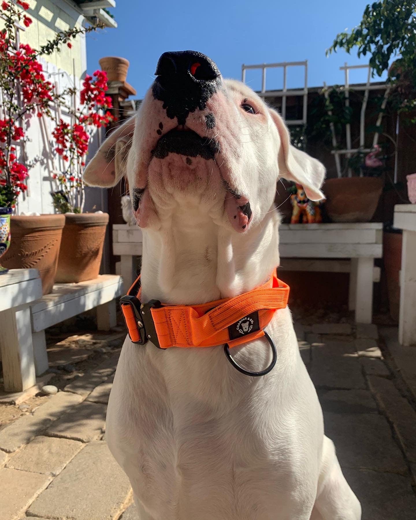 2" Extra Tuff Big Dawg™ Collars